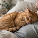 Why Does My Cat Sleep on My Chest? 5 Likely Reasons Explained