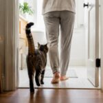 Why Does My Cat Follow Me Into the Bathroom? 5 Likely Reasons
