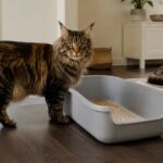 Best Large Cat Litter Boxes for Multi-Cat and Big-Cat Homes (2026)