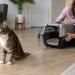 Cat Hind-Leg Weakness: Aortic Thromboembolism Warning Signs
