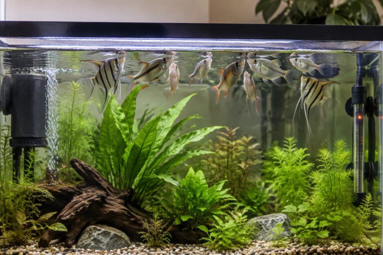 Fish Gasping at the Surface: Emergency Checks Beyond Ammonia