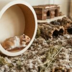 5 Best Hamster Wheels by Species & Body Size